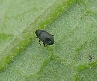Eggplant flea beetle