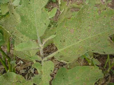 Eggplant flea beetle shot-hole damage