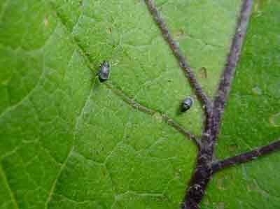 Eggplant flea beetle
