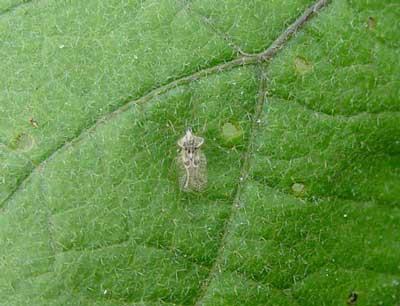 Eggplant lace bug