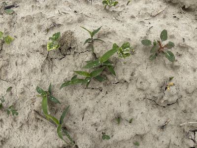 Several weed species that have emerged in beds prior to planting