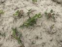 Several weed species that have emerged in beds prior to planting