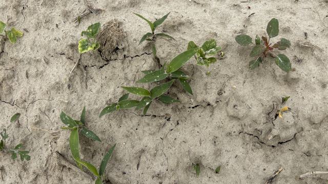 Several weed species that have emerged in beds prior to planting