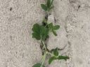 Peanut seedling that has recently emerged