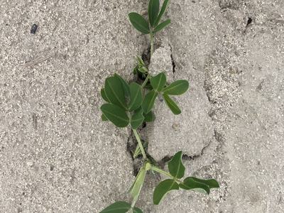 Peanut seedling that has recently emerged