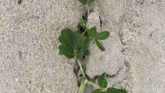 Peanut seedling that has recently emerged