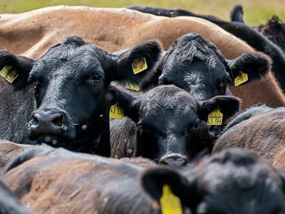 Image of beef cattle.