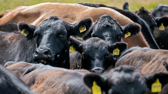 Image of beef cattle.