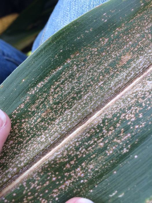 Corn leaf with eyespot symptoms showing small, clustered, tan spots