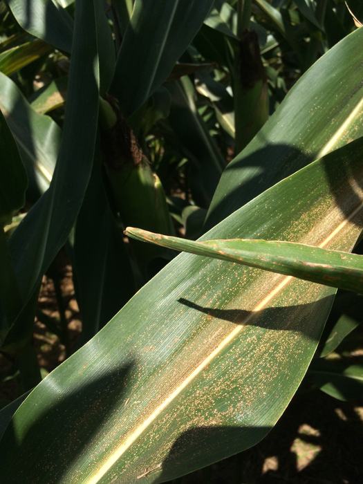Corn leaf with eyespot symptoms showing small, clustered, tan spots