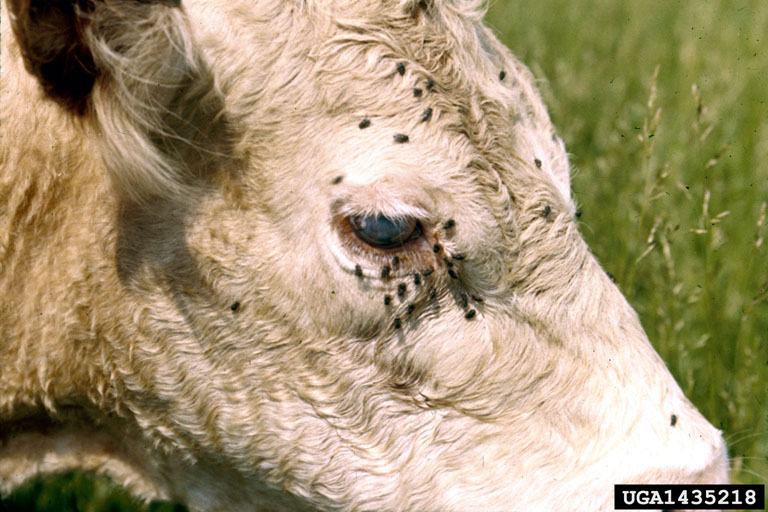 Face flies on cow