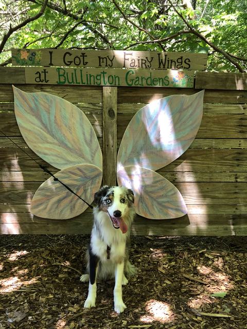 Aussie dog posing in front of large painted fairy wings on a fence
