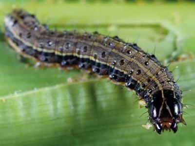 fall armyworm larvae