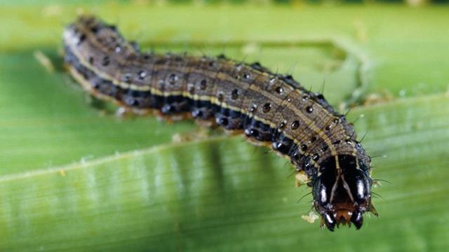 fall armyworm larvae