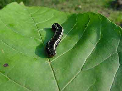 Yellow-striped armyworm