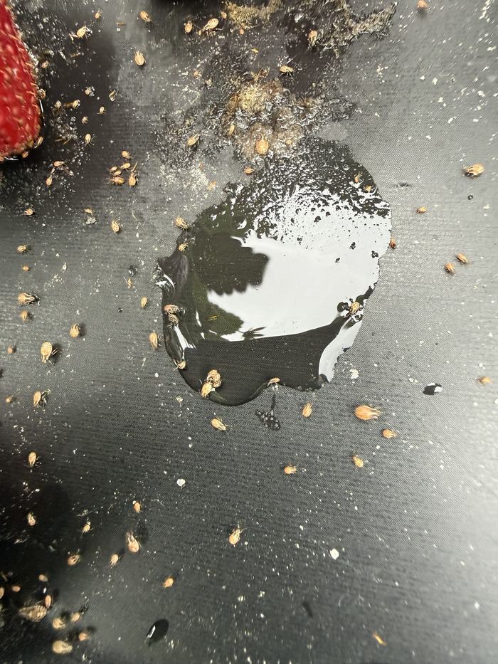 black plastic mulch next to a strawberry fruit showing an aggregatio of false chinch bug immatures distirbued