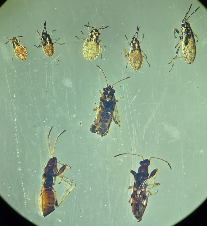 immature and adult stages of false chinch bugs and seed bugs in ethanol under an stereoscope