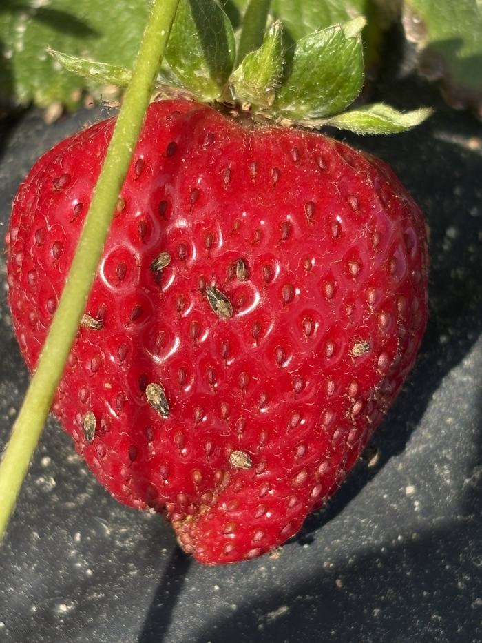 ripe strawberry with multiple immature false chinch bugs feeding on it