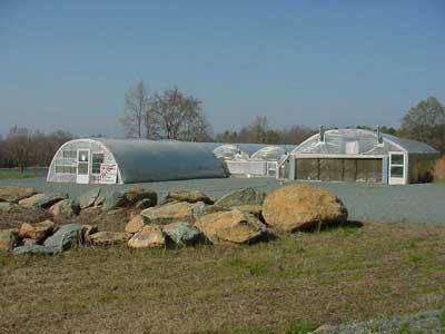 Symptoms of root-knot nematodes on putting green
