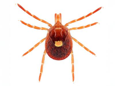 Lonestar Tick