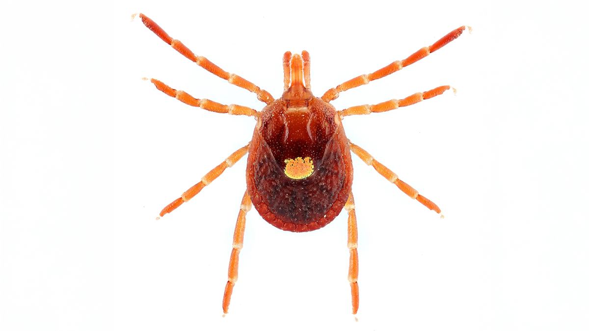 Lonestar Tick
