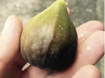 A fig in hand