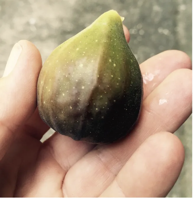 A fig in hand