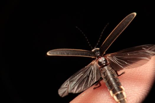 Firefly with wings open