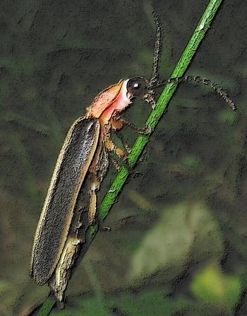 Side view of firefly
