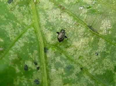 Fleahopper on greenhouse pepper. There are three forms of fleahopper adults. This is the oval-bodied female