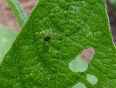 Fleahopper on beans