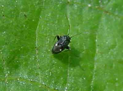 Close-up of fleahopper. There are three forms of fleahopper adults. This is the slender-bodied female