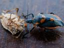 Florida predatory stink bug attacking brown marmorated stink bug
