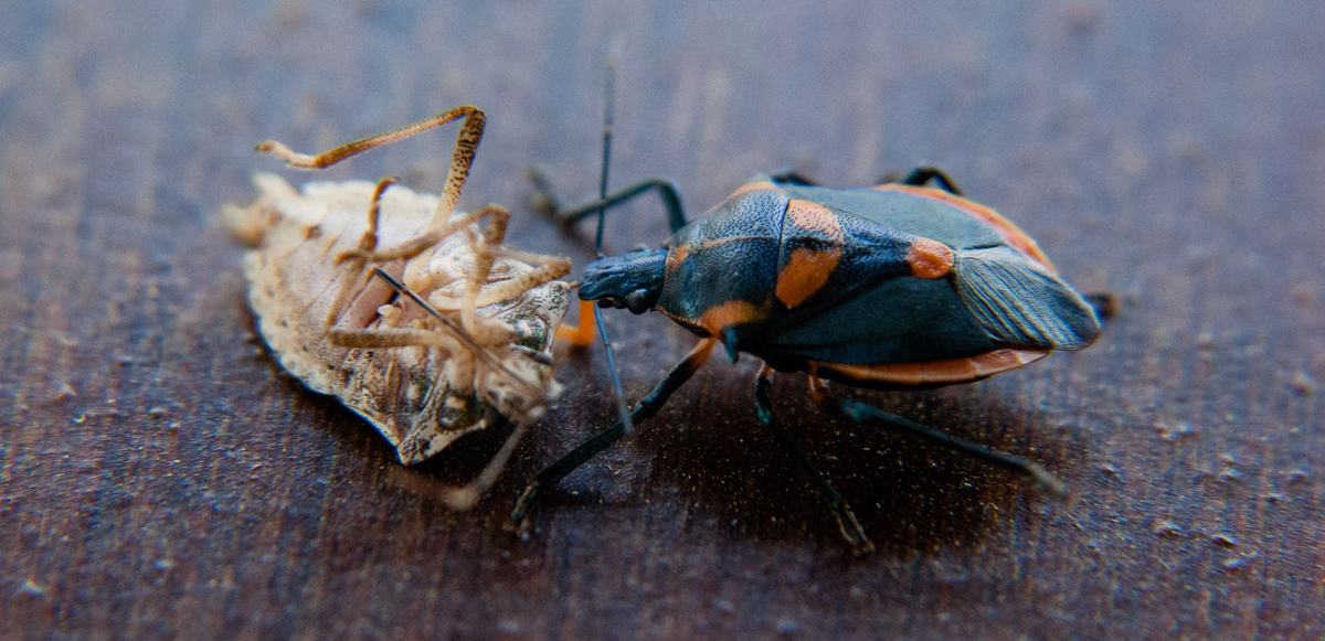 Florida predatory stink bug attacking brown marmorated stink bug