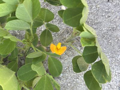 peanut flower