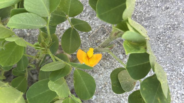peanut flower