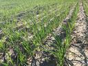 grasses growing in field