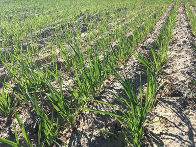 grasses growing in field