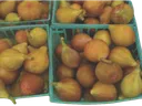 fresh figs