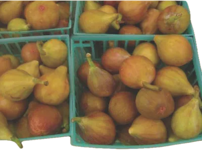 fresh figs