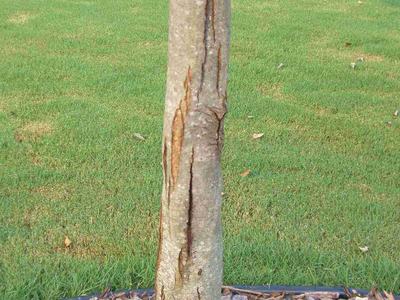 cracked bark on a maple tree caused by either frost or sun scald