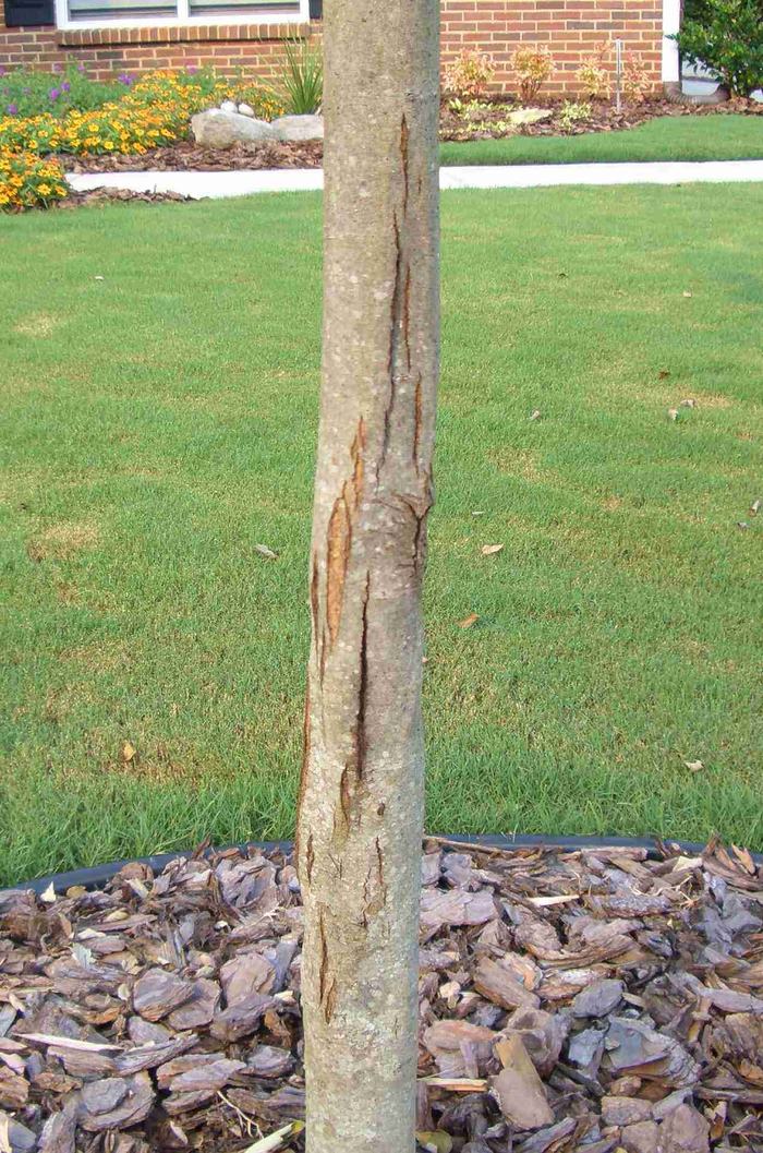 cracked bark on a maple tree caused by either frost or sun scald