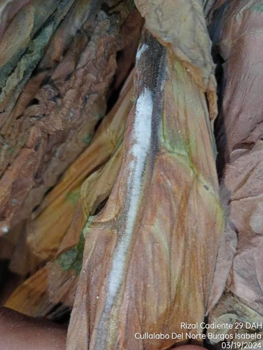 Fungal barn rot with blackened, rotted tobacco leaves