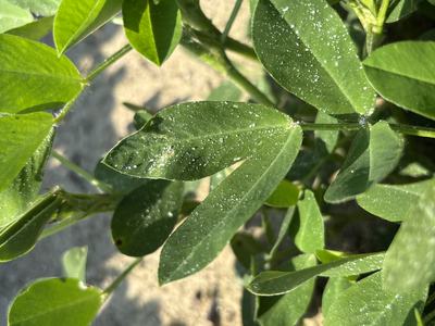 Fungicide on peanut leaves