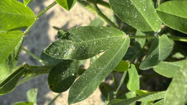 Fungicide on peanut leaves
