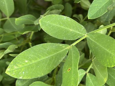 Fungicide droplets in the peanut canopy
