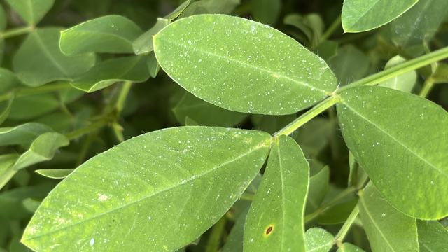 Fungicide droplets in the peanut canopy
