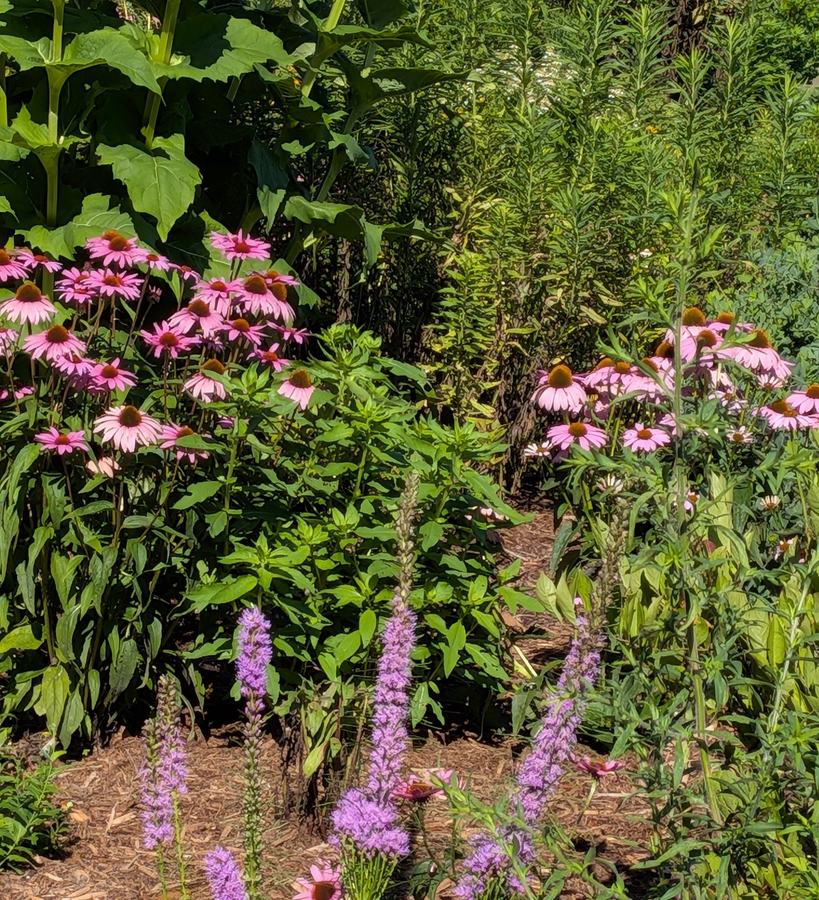 Mills River Park Pollinator Garden July 15 2026