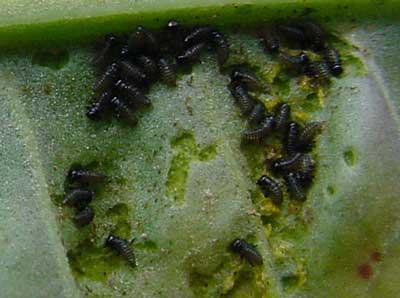 close-up of beetle larvae feeding on leaf