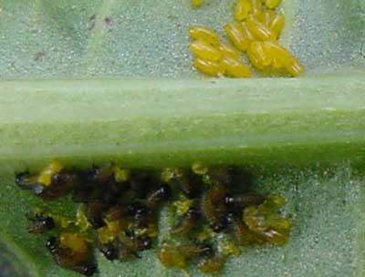 beetle larvae hatching